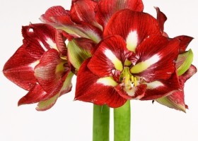 hippeastrum Barbados ® (1)